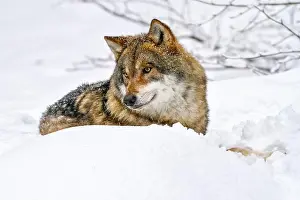 Differential Focus Prints: Grey wolf (c) in snow, Bavarian Forest National Park