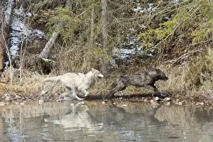 Canis Lupus Prints: Grey wolf Canis lupus, 2 adults running at river edge, Montana, USA, March