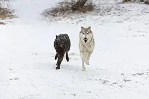 Canis Lupus Prints: Grey wolf Canis lupus, 2 adults running on snow, Montana, USA, March
