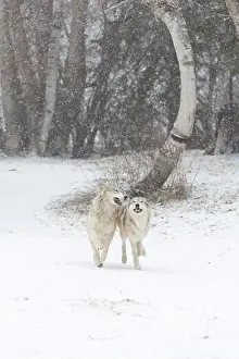 Canis Lupus Prints: Grey wolf Canis lupus, 2 adults running at snow covered forest edge, Montana, USA, March