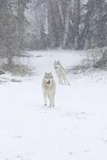Canis Lupus Prints: Grey wolf Canis lupus, 2 adults running at snow covered forest edge, Montana, USA, March