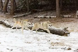 Canis Lupus Prints: Grey wolf Canis lupus, 2 adults running at snow covered forest edge, Montana, USA, March