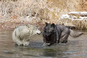 Canis Lupus Prints: Grey wolf Canis lupus, 2 adults standing in river, Montana, USA, March