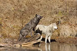Canis Lupus Prints: Grey wolf Canis lupus, 2 adults standing at river edge, Montana, USA, March