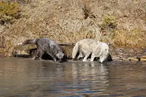 Canis Lupus Prints: Grey wolf Canis lupus, 2 adults walking at river edge, Montana, USA, March
