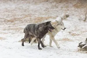 Canis Lupus Prints: Grey wolf Canis lupus, 2 adults walking on snow, Montana, USA, March