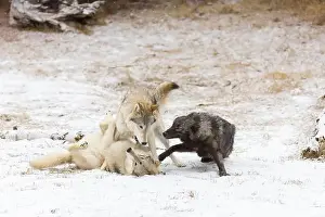 Canis Lupus Prints: Grey wolf Canis lupus, 3 adults playing on snow, Montana, USA, March