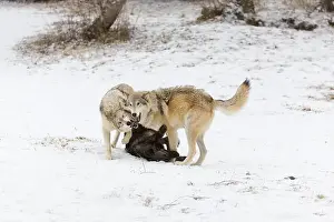 Canis Lupus Prints: Grey wolf Canis lupus, 3 adults playing on snow, Montana, USA, March