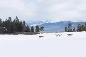 Canis Lupus Prints: Grey wolf Canis lupus, 4 adults running across snow covered landscape