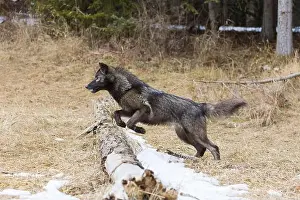 Grey wolf Canis lupus, adult jumping over fallen tree, Montana, USA, March