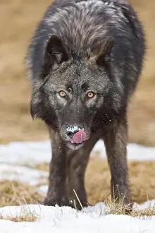 Canis Lupus Prints: Grey wolf Canis lupus, adult licking snow from nose, Montana, USA, March