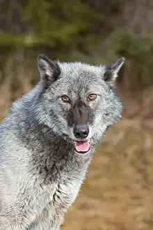 Canis Lupus Prints: Grey wolf Canis lupus, adult portrait, Montana, USA, March