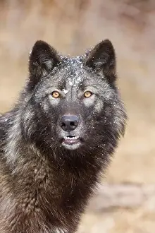 Canis Lupus Prints: Grey wolf Canis lupus, adult portrait, Montana, USA, March