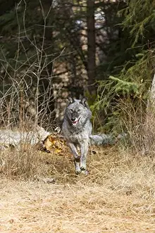 Canis Lupus Prints: Grey wolf Canis lupus, adult running at forest edge, Montana, USA, March