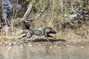 Canis Lupus Prints: Grey wolf Canis lupus, adult running at river edge, Montana, USA, March