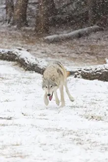 Canis Lupus Prints: Grey wolf Canis lupus, adult running on snow, Montana, USA, March