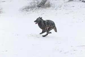 Canis Lupus Prints: Grey wolf Canis lupus, adult running on snow, Montana, USA, March