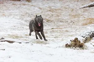 Canis Lupus Prints: Grey wolf Canis lupus, adult running on snow, Montana, USA, March