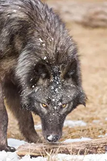 Canis Lupus Prints: Grey wolf Canis lupus, adult with snow on head, Montana, USA, March
