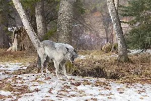 Canis Lupus Prints: Grey wolf Canis lupus, adult standing at forest edge, Montana, USA, March