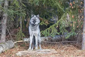 Canis Lupus Prints: Grey wolf Canis lupus, adult standing at forest edge, Montana, USA, March