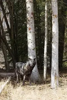 Canis Lupus Prints: Grey wolf Canis lupus, adult standing at forest edge, Montana, USA, March
