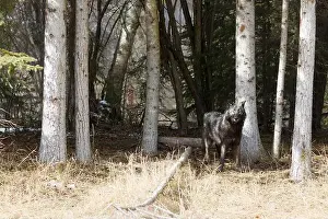 Canis Lupus Prints: Grey wolf Canis lupus, adult standing at forest edge, Montana, USA, March