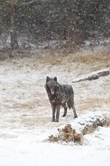 Canada Wolf Prints: Grey wolf Canis lupus, adult standing at forest edge during snowfall, Montana, USA, March