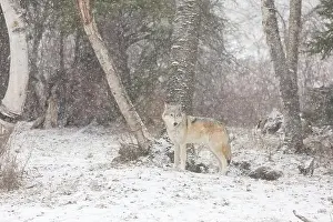 Canis Lupus Prints: Grey wolf Canis lupus, adult standing at forest edge during snowfall, Montana, USA, March