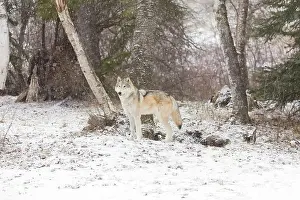 Snowing Prints: Grey wolf Canis lupus, adult standing at forest edge during snowfall, Montana, USA, March