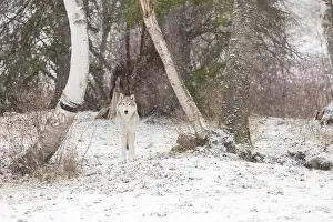 Snowing Prints: Grey wolf Canis lupus, adult standing at forest edge during snowfall, Montana, USA, March