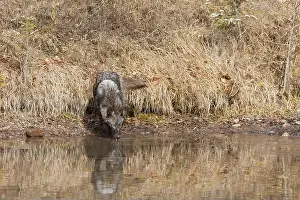 Canis Lupus Prints: Grey wolf Canis lupus, adult standing at river edge, drinking, Montana, USA, March