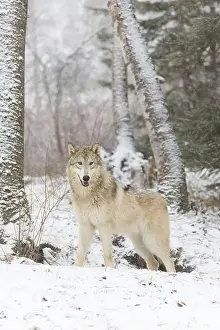 Snowing Prints: Grey wolf Canis lupus, adult standing at snow covered forest edge, Montana, USA, March