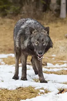 Canis Lupus Prints: Grey wolf Canis lupus, adult standing on snow covered grass at forest edge