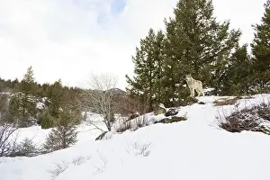 Canada Wolf Prints: Grey wolf Canis lupus, adult standing on snow covered ridge, Montana, USA, March