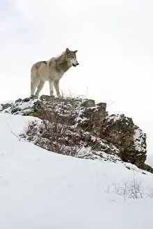 Canis Lupus Prints: Grey wolf Canis lupus, adult standing on snow covered ridge, Montana, USA, March