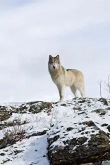 Canis Lupus Prints: Grey wolf Canis lupus, adult standing on snow covered ridge, Montana, USA, March