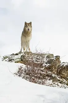 Canis Lupus Prints: Grey wolf Canis lupus, adult standing on snow covered ridge, Montana, USA, March