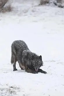 Canis Lupus Prints: Grey wolf Canis lupus, adult standing on snow in playful pose, Montana, USA, March