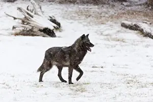 Canis Lupus Prints: Grey wolf Canis lupus, adult standing on snow during snowfall, Montana, USA, March