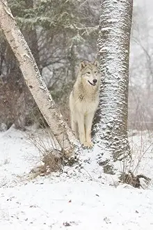 Canis Lupus Prints: Grey wolf Canis lupus, adult standing between trunks at snow covered forest edge