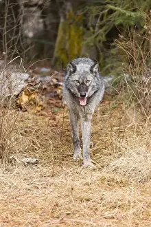Canis Lupus Prints: Grey wolf Canis lupus, adult walking at forest edge, Montana, USA, March