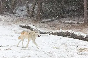 Snowing Prints: Grey wolf Canis lupus, adult walking at forest edge during snowfall, Montana, USA, March