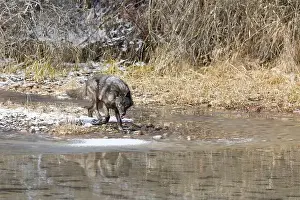Canis Lupus Prints: Grey wolf Canis lupus, adult walking at river edge, Montana, USA, March