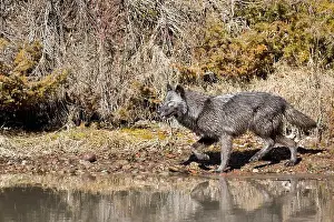 Canis Lupus Prints: Grey wolf Canis lupus, adult walking at river edge, Montana, USA, March