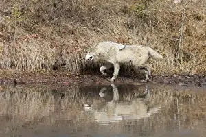 Canis Lupus Prints: Grey wolf Canis lupus, adult walking at river edge, Montana, USA, March