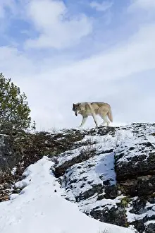 Canis Lupus Prints: Grey wolf Canis lupus, adult walking on snow covered ridge, Montana, USA, March