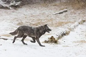 Snowing Prints: Grey wolf Canis lupus, adult walking on snow during snowfall, Montana, USA, March