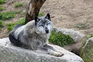 Canid Prints: The grey wolf (Canis lupus) preys on ungulates