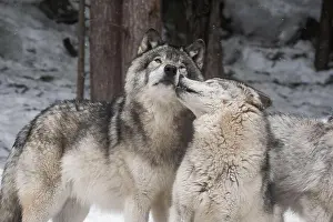 Intense Prints: Two grey wolves showing affection to each other